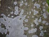 image of grave number 834726